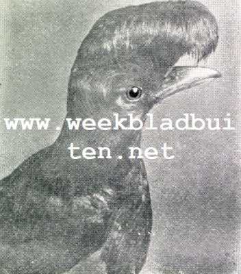 Wonderlijke vogelkapsels. Scherm- of Kropvogel