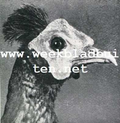 Onbekend, 1930, Onbekend, Wonderlijke vogelkapsels. Roode Maleische Fazant