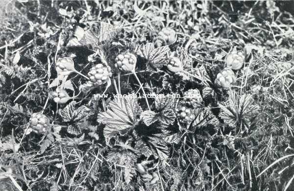 Noorwegen, 1930, Onbekend, Bloemenweelde in Noorwegen. Multe (Rubus Chamaemorus)