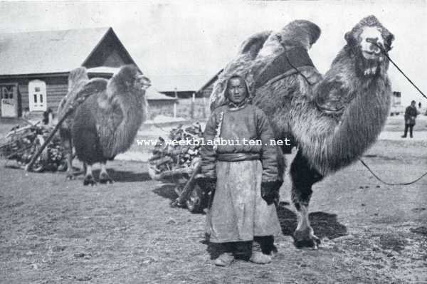 Rusland, 1930, Onbekend, Tannu-Tuwa. Houttransport met kameelen