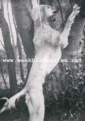 De Afghaansche windhond. Afghaansche windhond