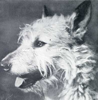 Onbekend, 1930, Onbekend, De viervoeters van Casa Canis. Jim, de Belgische herder