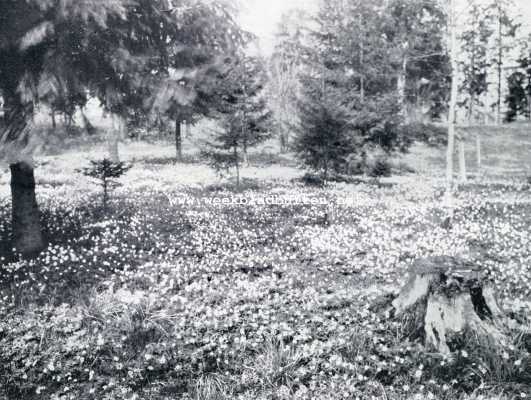 Noorwegen, 1930, Onbekend, Noorsche bloemenweelde