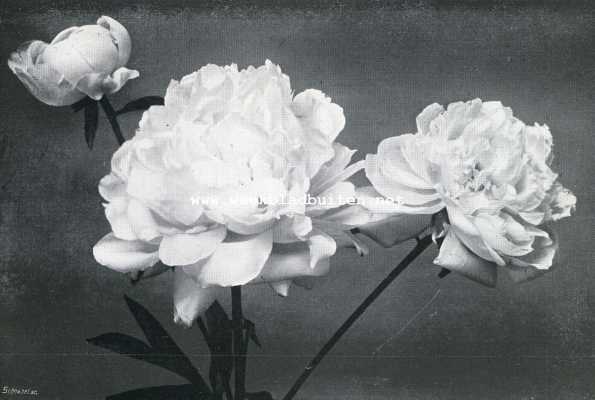 Onbekend, 1930, Onbekend, Dubbele witte Paeonia Chinensis