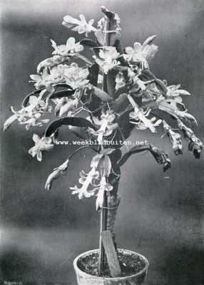 Onbekend, 1930, Onbekend, Cactus Epiphylium