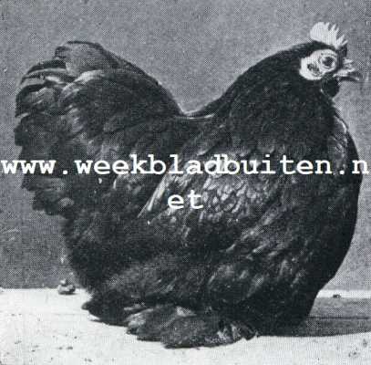 Onbekend, 1930, Onbekend, Dwerghoenders. Zwart Cochinkrielhen internationale prijswinster uitmuntende in juisten vorm en volle bevedering