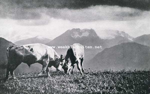 Zwitserland, 1930, Onbekend, Spiez en omgeving. Vechtende stieren op een Alpenweide