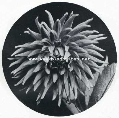 Onbekend, 1930, Onbekend, Carlton-Dahlia