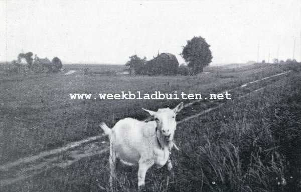 Noord-Holland, 1930, Onbekend, De geheimenissen van den ouden IJ-dijk. Het geitje dat aan de dijkhelling zijn voedsel vindt