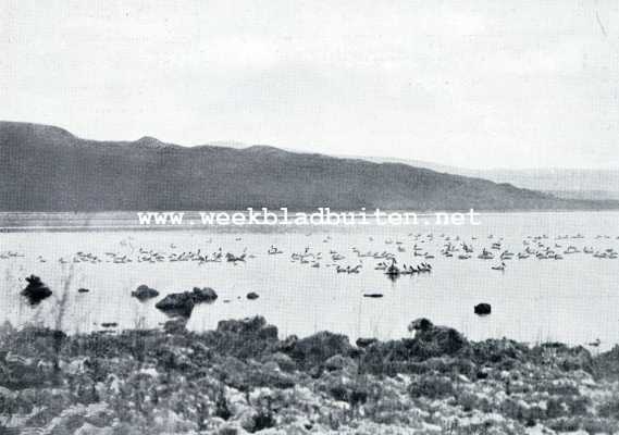 Amerika, 1930, Onbekend, Onze tocht naar Pyramid-Lake, Nevada. Naar Pyramid-Lake. Pelikanen in het water