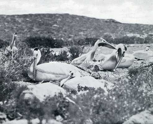 Amerika, 1930, Onbekend, Onze tocht naar Pyramid-Lake, Nevada. Een pelikanengroepje in rust