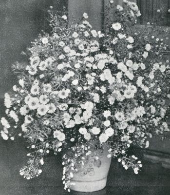 Onbekend, 1931, Onbekend, KEULSCHE POT MET ASTERS IN VELE SOORTEN IN DE TUINKAMER