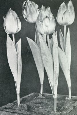 Onbekend, 1931, Onbekend, ENKELE TULP PINK GEM