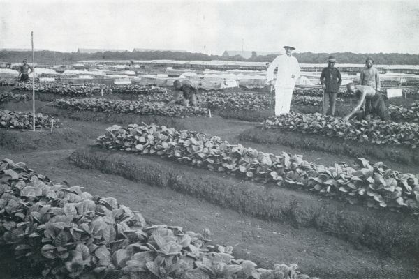 Indonesi, 1931, Onbekend, De tabakscultuur op Sumatra. PLANTBARE BIBITS