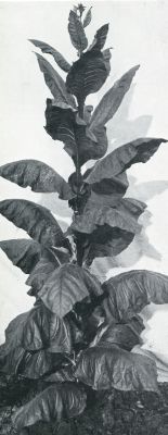 Indonesi, 1931, Onbekend, De tabakscultuur op Sumatra. EEN PLANT VOOR ZAADWINNING UITGEZOCHT