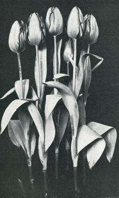 Onbekend, 1931, Onbekend, ENKELE TULP ,,0LYMPIA