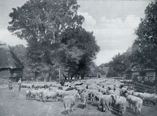 Drenthe, 1931, Elp, In het landje van den Drenth. Kudde schapen in het heidedorpje Elp