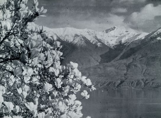 Zwitserland, 1931, Locarno, Locarno. Bloeiende magnolia boven het Lago Maggiore