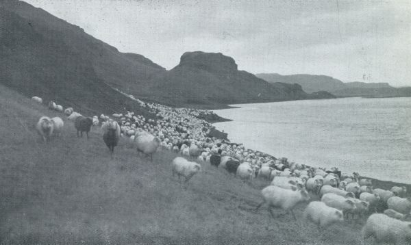 Denemarken, 1931, Onbekend, De Faeroer. Het verzamelen der schapen