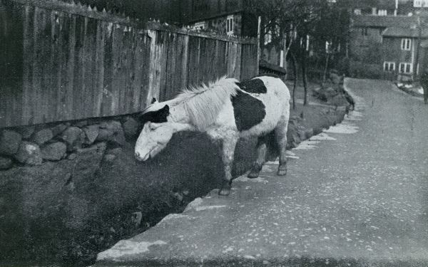 Denemarken, 1931, Onbekend, De Faeroer. Faerosch paard