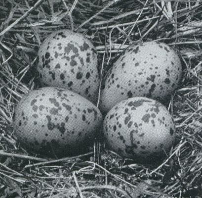 Onbekend, 1931, Onbekend, Voorjaars-vleugjes. Kievitsnest met eieren