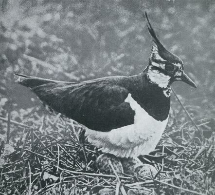 Onbekend, 1931, Onbekend, Voorjaars-vleugjes. Kievit bij haar nest