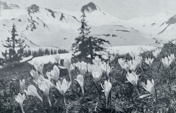 Onbekend, 1931, Onbekend, Als de sneeuw smelt. Alpen en crocussen