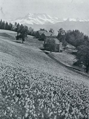 Zwitserland, 1931, Montreux, Als de sneeuw smelt. Narcisvelden bij Montreux