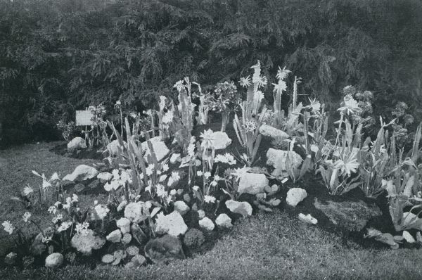 Onbekend, 1931, Onbekend, Primavera. Een fraaie groep phyllocacti