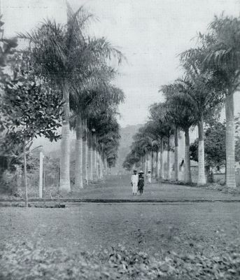 Kameroen, 1931, Limbe, Een reis door Kameroen. Palmenlaan te Viktoria