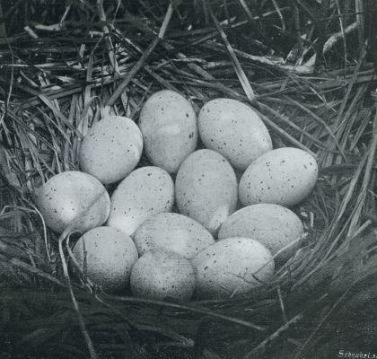 Vogelnesten. Nest met eieren van den meerkoet