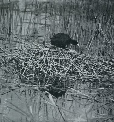 Onbekend, 1931, Onbekend, Vogelnesten. Meerkoet bij zijn nest