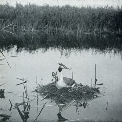 Onbekend, 1931, Onbekend, Vogelnesten. Broedende fuut