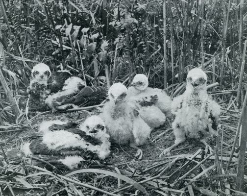 Onbekend, 1931, Onbekend, Vogelnesten. Jonge bruine kiekendieven op het nest