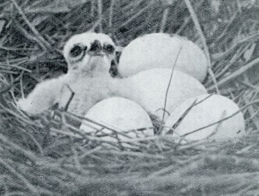 Vogelnesten. Nest van een bruinen kiekendief