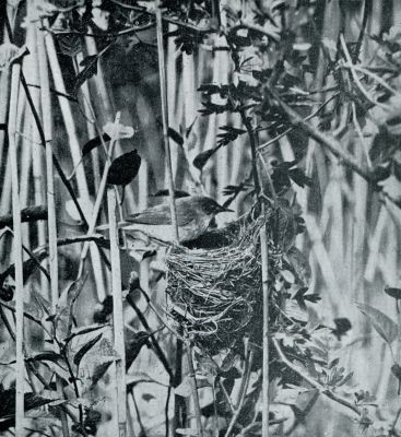 Vogelnesten. Zanglijster bij zijn nest