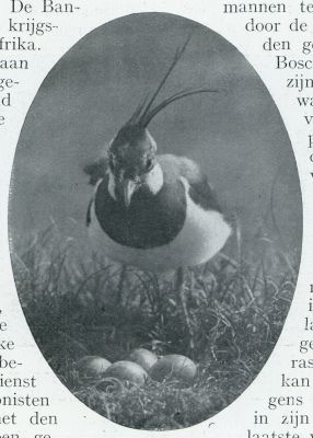 Onbekend, 1931, Onbekend, Vogelnesten. Kievit bij zijn nest