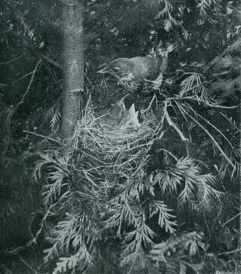 Onbekend, 1931, Onbekend, Vogelnesten. Nest met jonge zanglijsters