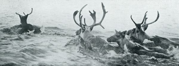 Canada, 1931, Onbekend, New Foundland. Rendieren zwemmen een rivier over