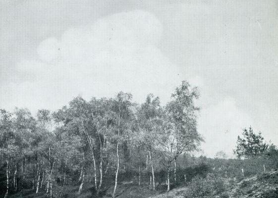 Onbekend, 1931, Onbekend, In de luwte der berken
