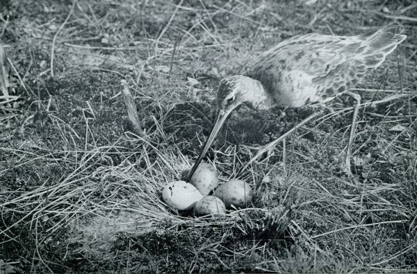 Onbekend, 1931, Onbekend, Grutto bij het nest