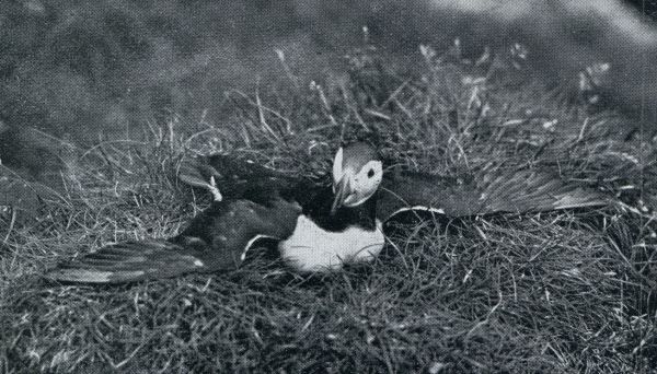 Denemarken, 1931, Onbekend, De Faeroer. Een papegaaiduiker verdedigt zijn nest