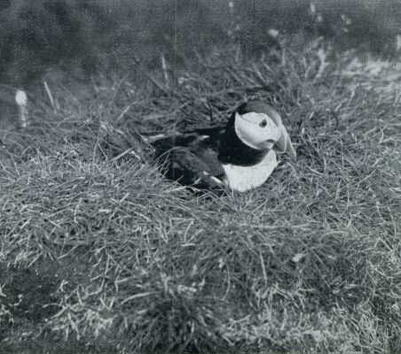 Denemarken, 1931, Onbekend, De Faeroer. Papegaaiduiker op zijn nest