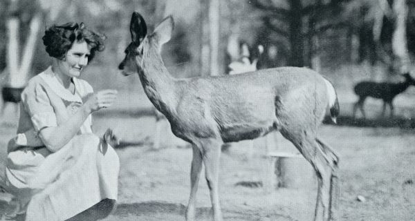 Amerika, 1931, Onbekend, De Yo-sem-i-ties, hun vallei en de reuzen van Mariposa. Yosemite-Vallei. De herten zijn hier geheel tam geworden