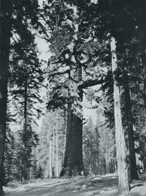 Amerika, 1931, Onbekend, De Yo-sem-i-ties, hun vallei en de reuzen van Mariposa. Mariposa Grove. De Grizzly Giant