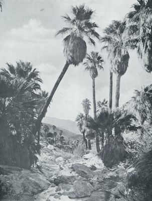 Amerika, 1931, Onbekend, De Apache Trail in den staat Arizona. Palm Canyon