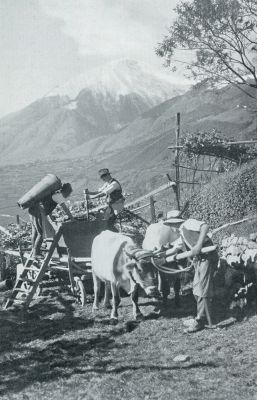 Itali, 1931, Meran, De druivenkuur en het Herfstfeest in Merano. Wijnoogst te Merano. Op den achtergrond de Zielspitze