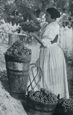 Itali, 1931, Meran, De druivenkuur en het Herfstfeest in Merano. Overvloed