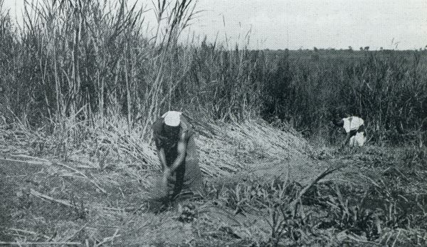 Afrika, 1931, Onbekend, Bij de bronnen van den Nijl. Wegsnijden van olifantsgras in Oost-Afrika