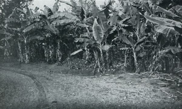 Bij de bronnen van den Nijl. Weg langs een bananentuin in Oeganda